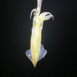 マイカ絶好調！