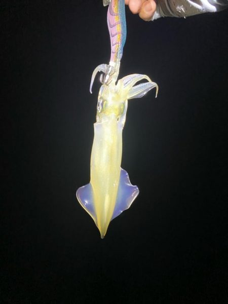 マイカ絶好調！