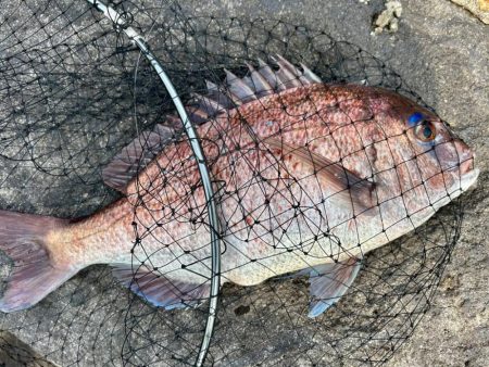 チャリコと真鯛