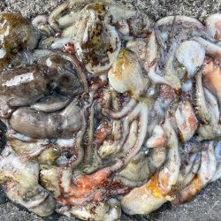 【タコフィネス】タコジグの縦の釣りでタコ2…