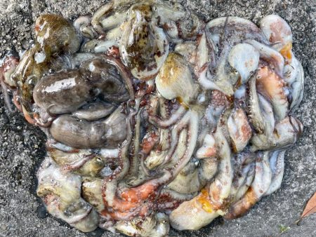 【タコフィネス】タコジグの縦の釣りでタコ2…