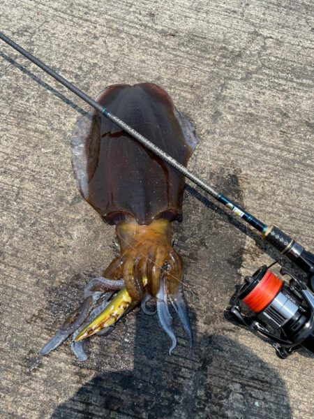 久しぶりの投稿！