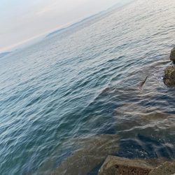 シロギスタの10種達成トリプルG