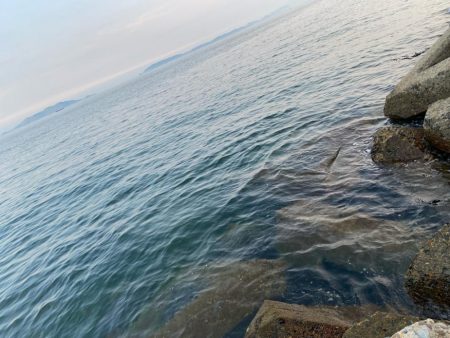 シロギスタの10種達成トリプルG