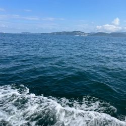 ジグしたりサビキしたり鯛ラバしたり