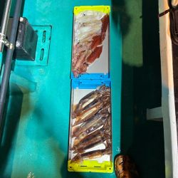 初イカメタル！