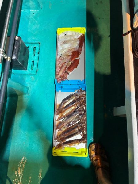 初イカメタル！