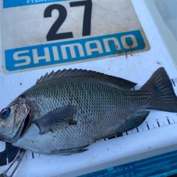 シロギスタ:棚からボタグレ