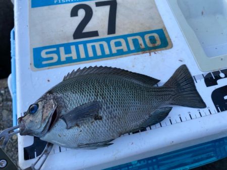 シロギスタ:棚からボタグレ