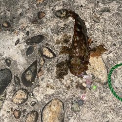 キジハタ&カサゴ　