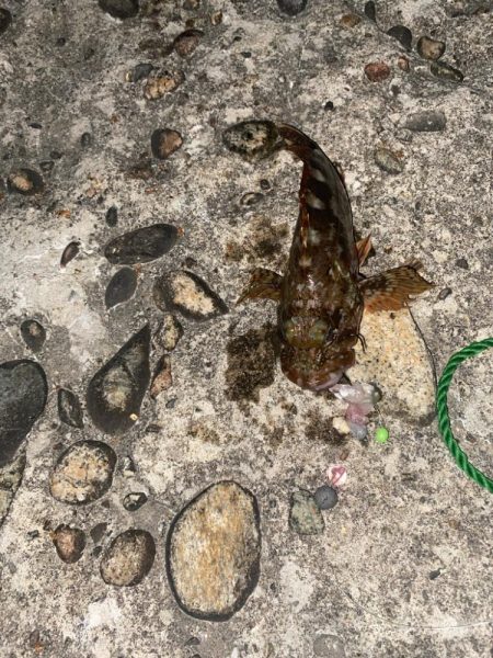 キジハタ&カサゴ　