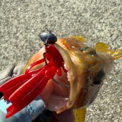 ロックフィッシュ