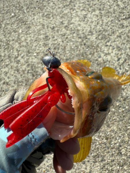 ロックフィッシュ