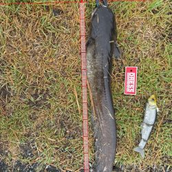 やっとこビックベイトで釣れた！！