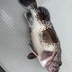 函館沖、タイラバ