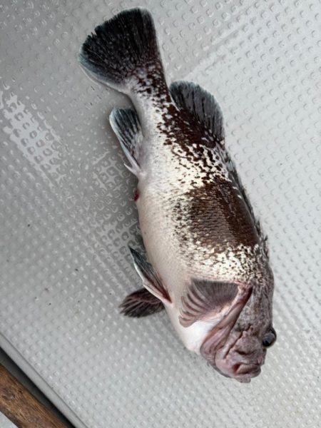 函館沖、タイラバ