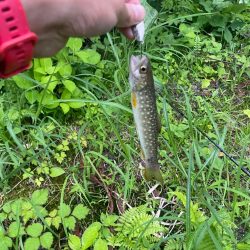 五色沼 トラウト