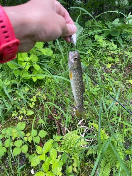 五色沼 トラウト