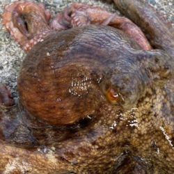 デイアコウがんばる・・・アコウ1・タコ少々