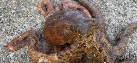 デイアコウがんばる・・・アコウ1・タコ少々