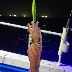 和歌山イカメタル