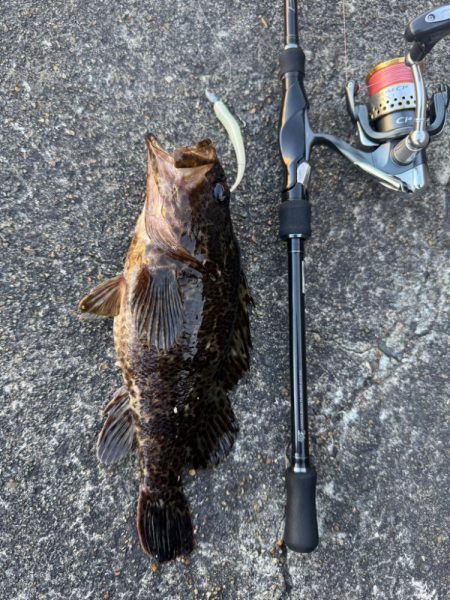 ロックフィッシュ