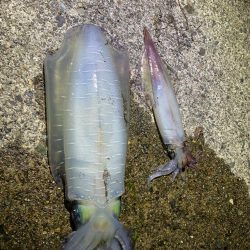 ケンサキエギング