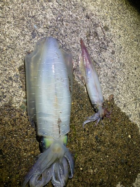 ケンサキエギング