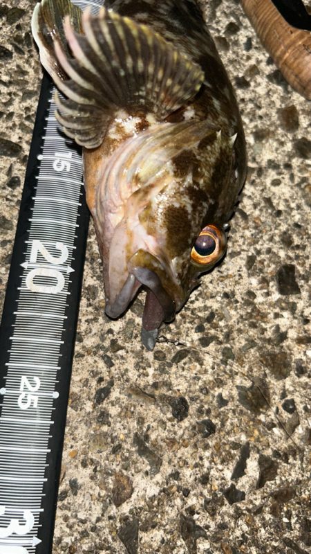 ライトワインド