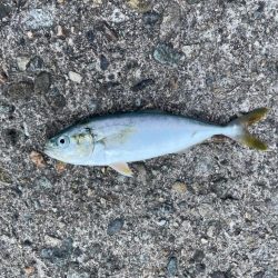 10年振りのキス釣りへ