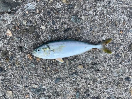 10年振りのキス釣りへ