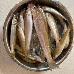 丹後宮津へキス釣りに行ってきました