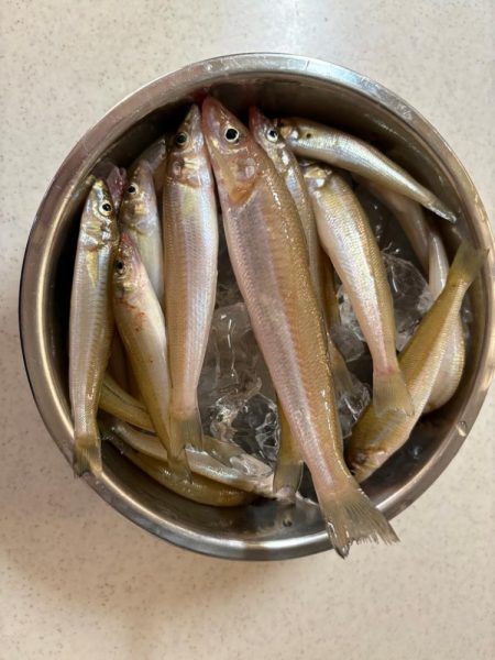 丹後宮津へキス釣りに行ってきました