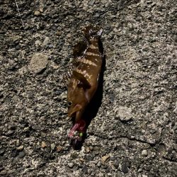 ワームでメジナ