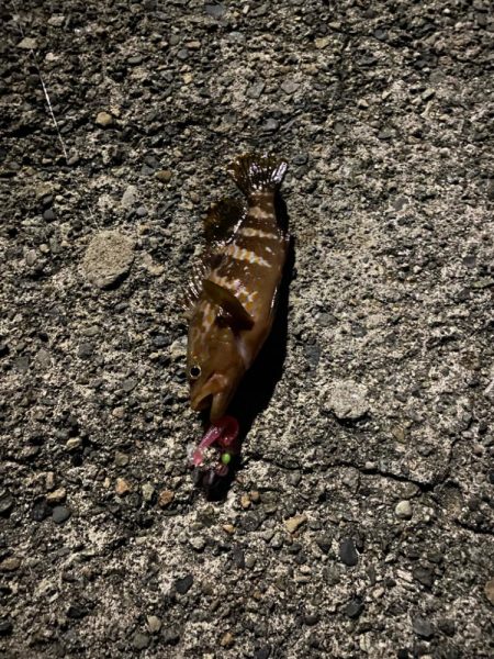 ワームでメジナ