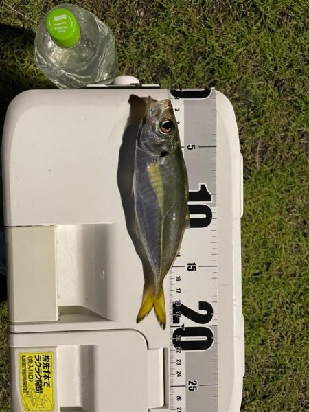 釣れてよかった