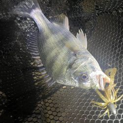 淀川ブリームゲーム