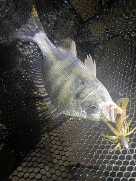 淀川ブリームゲーム