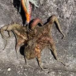 まずまず、上向き❓