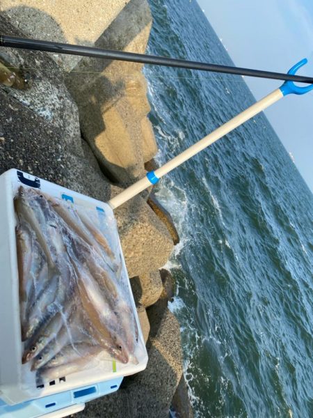 波高移動のシロギスタ