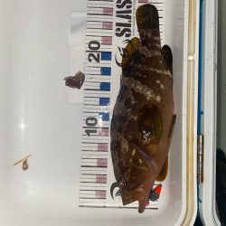 尺キジハタとタコ