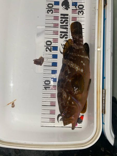 尺キジハタとタコ