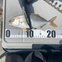 ソウダガツオとシオ