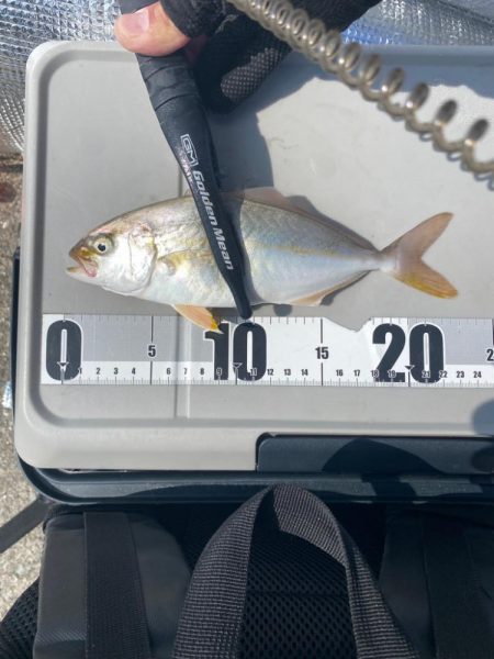 ソウダガツオとシオ