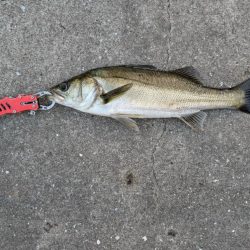 セイゴ狙いでエビ撒き