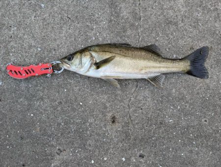 セイゴ狙いでエビ撒き