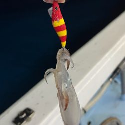 ケンサキイカ/イカメタル・オモリグ