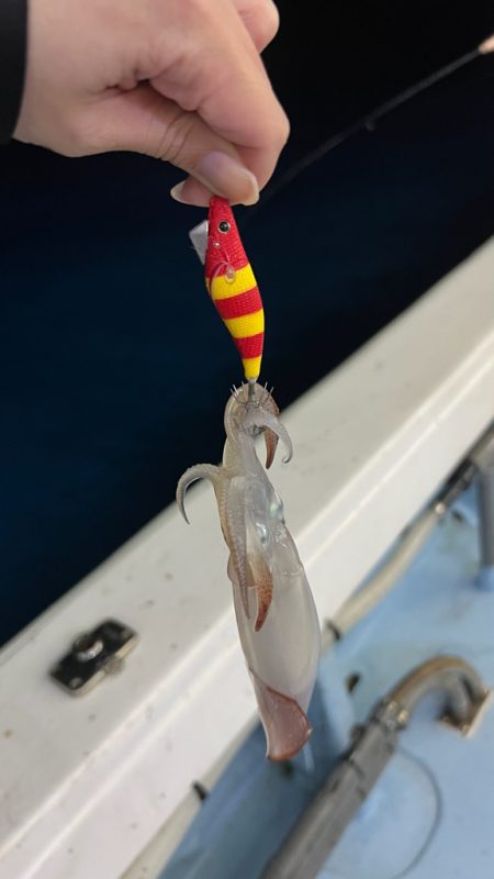 ケンサキイカ/イカメタル・オモリグ