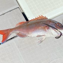 タイラバ　ラクマル