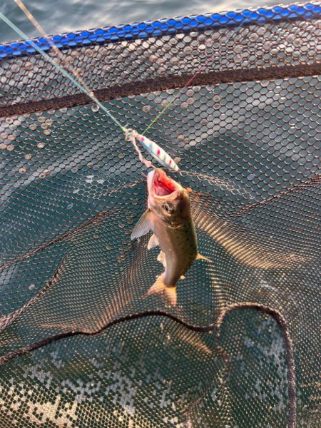 ビワマスジギング！